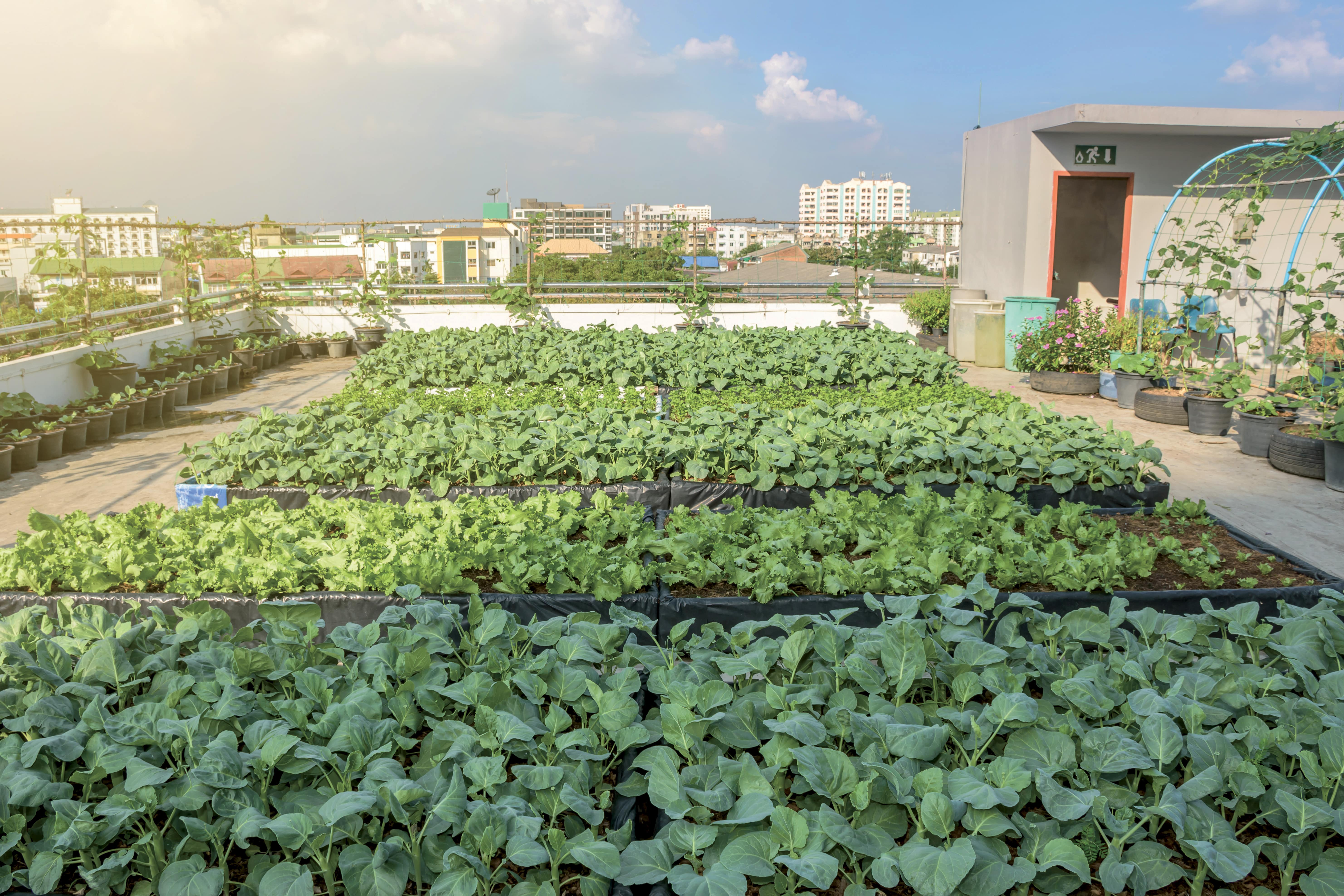 L'agriculture urbaine