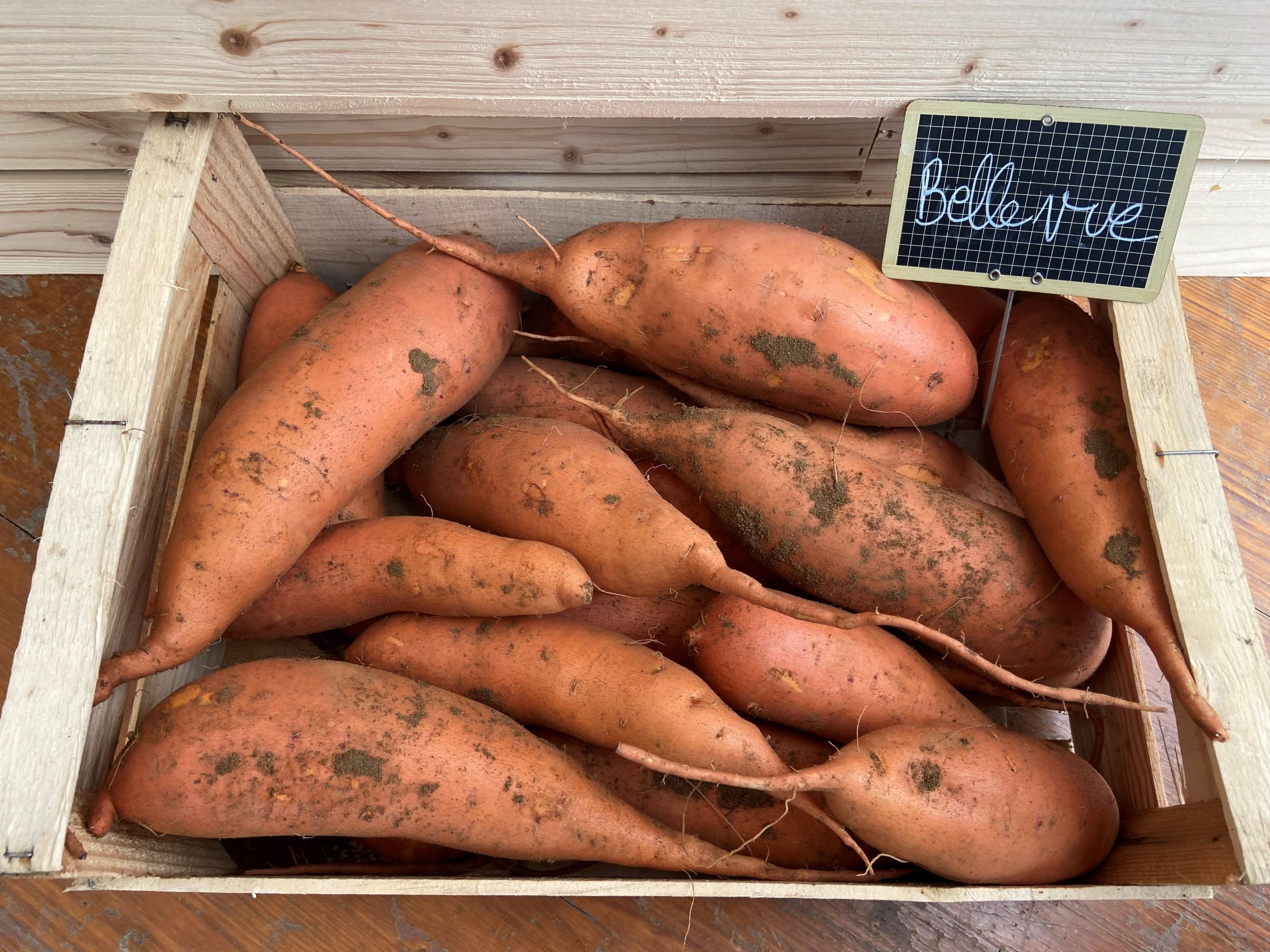 La patate douce: l’essor de ce « nouveau » légume en France