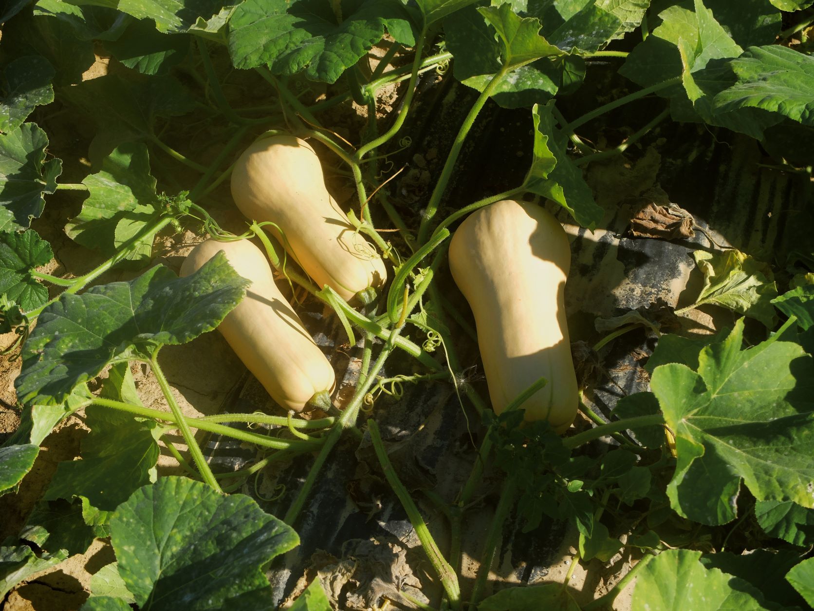Courges: augmentation de la demande et diversification