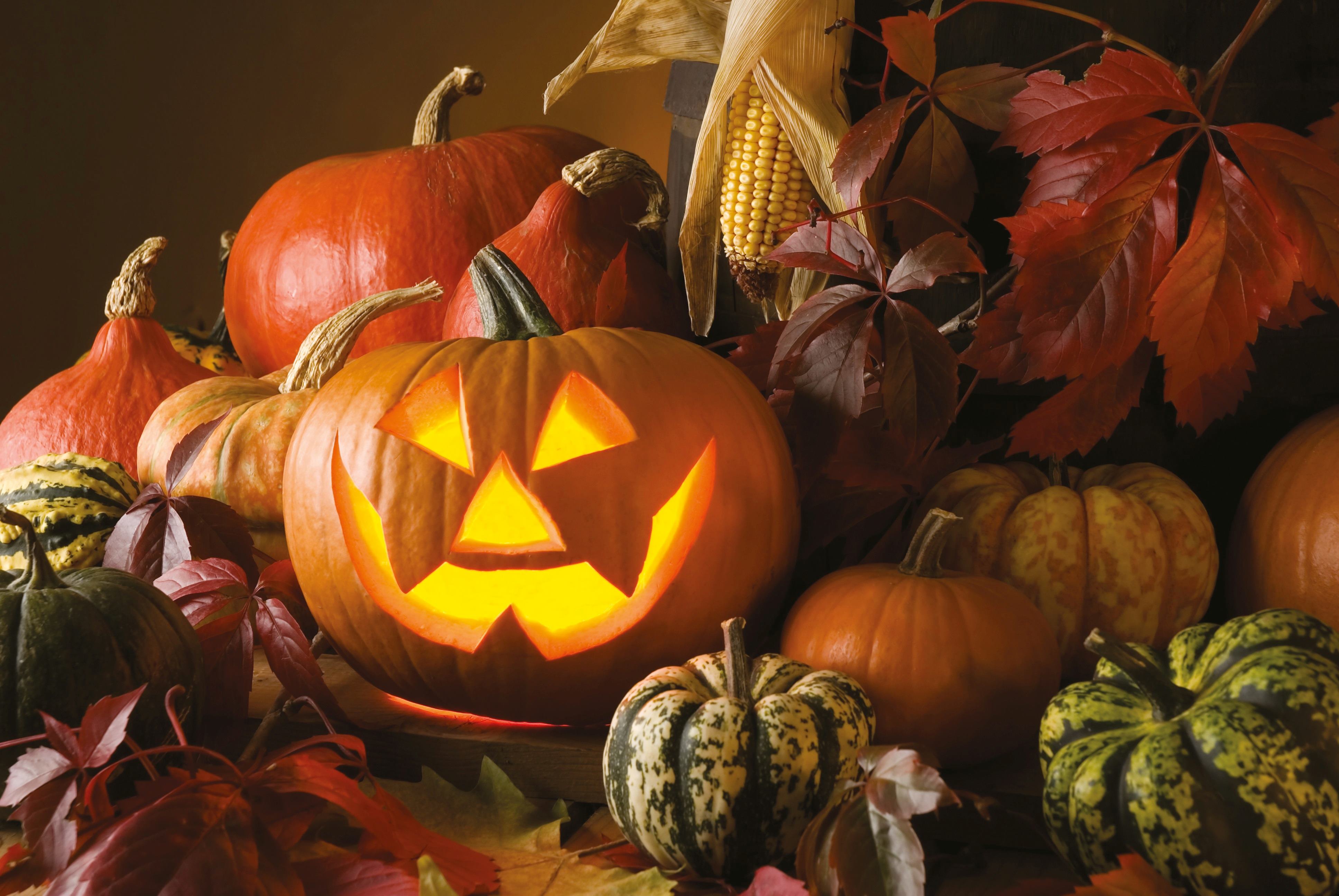 Courges décoratives : un marché qui diffère des comestibles