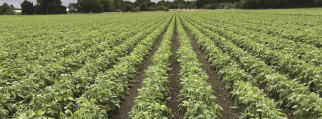 haricots
