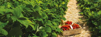 fraises