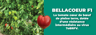 tomate_bellacoeur