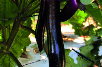 aubergines_voltz_maraichage