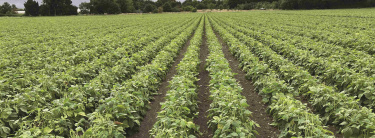haricots