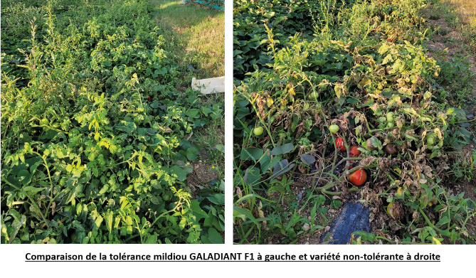 compauraison_mildiou