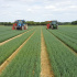 Nos plants conventionnels
